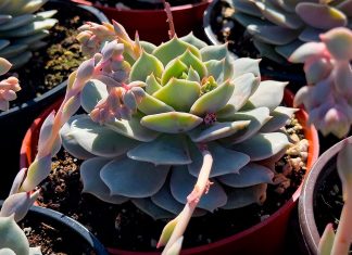 Echeveria Lola