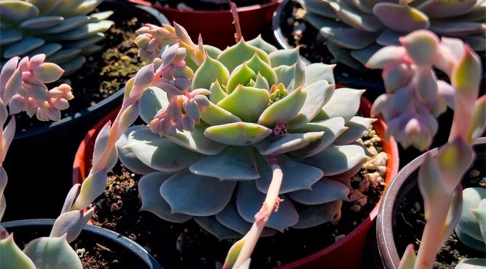 Echeveria Lola