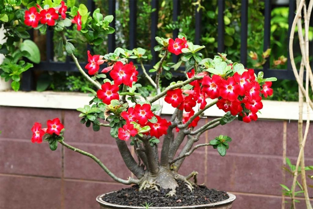 Características de la Rosa del Desierto