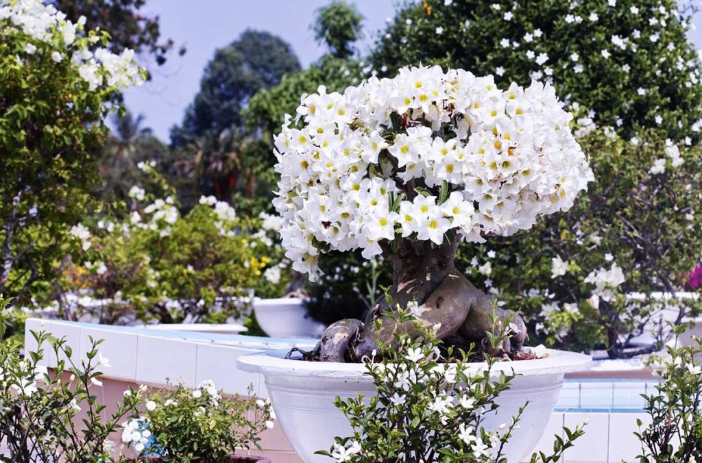 Usos del Adenium Obesum