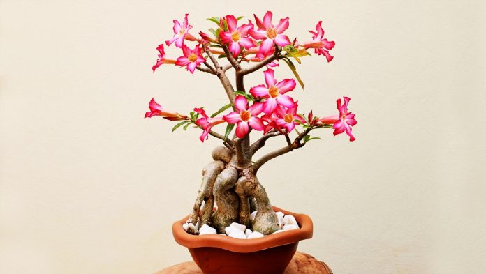 Adenium Obesum o Rosa del Desierto