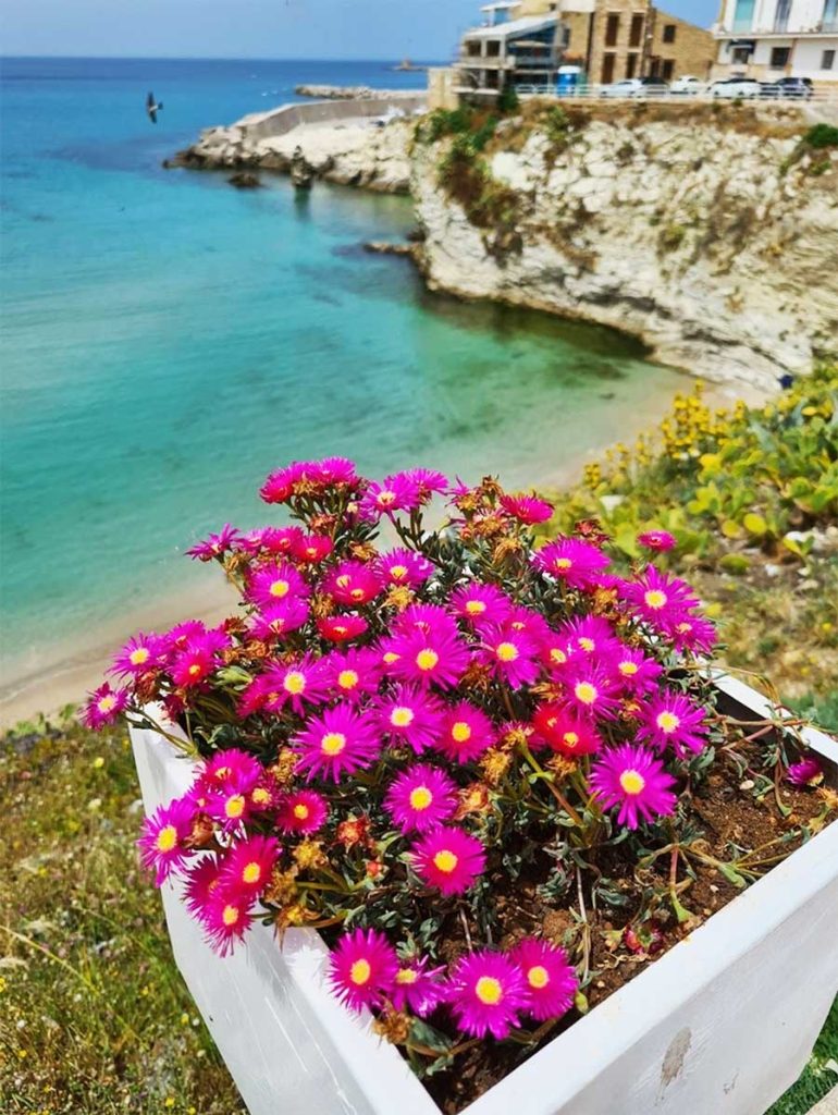Jardinería en Contenedores de la Alfombra Rosa