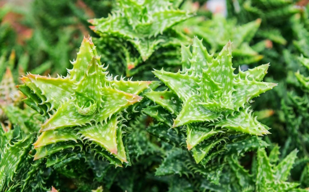 Aloe Juvenna o Diente de Tigre