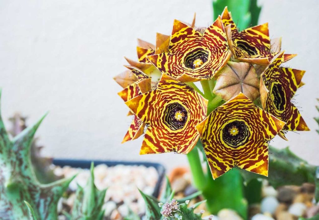 Características de la Huernia Zebrina