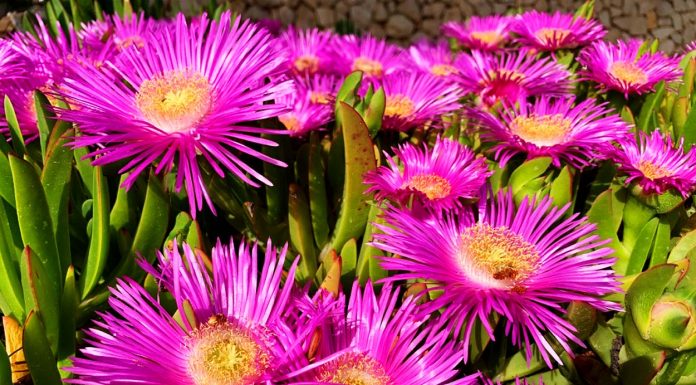 Delosperma Cooperi