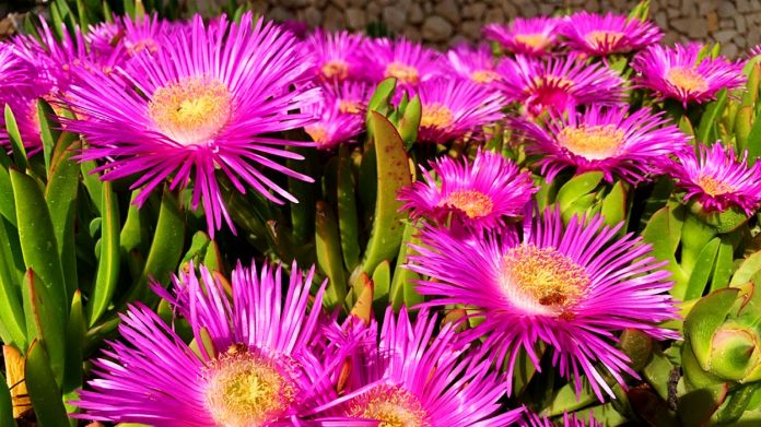 Delosperma-Cooperi Delosperma Cooperi