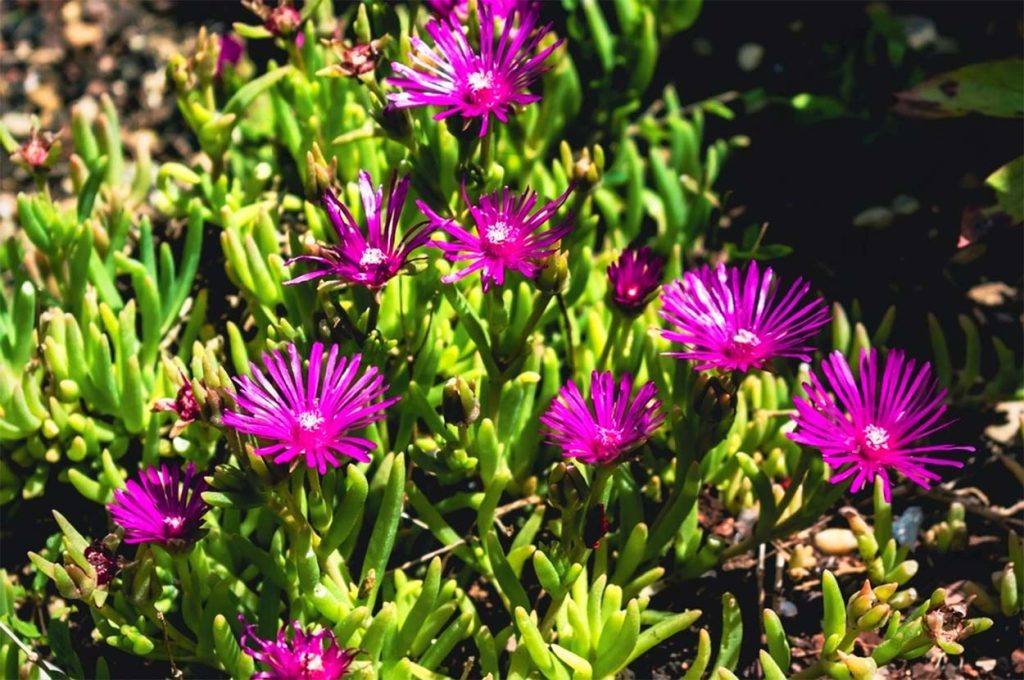 Características del Delosperma Cooperi