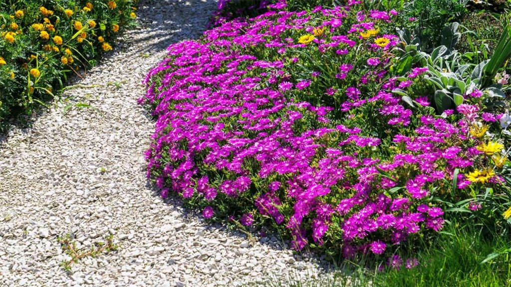 Cobertura del Suelo con Delosperma Cooperi