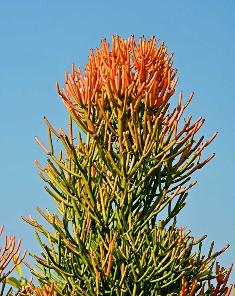 Precauciones con la Euphorbia Tirucalli