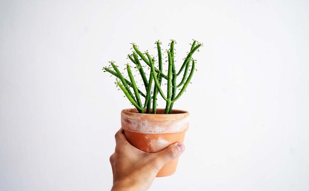 Árbol de los dedos en Interiores