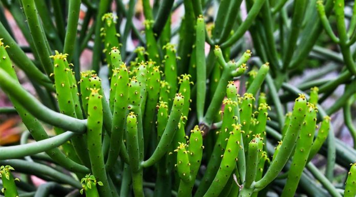 Euphorbia Tirucalli
