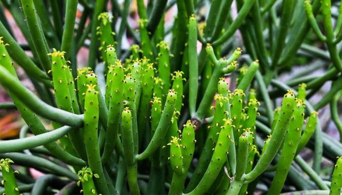 Euphorbia-Tirucalli-en-Naturaleza Euphorbia Tirucalli