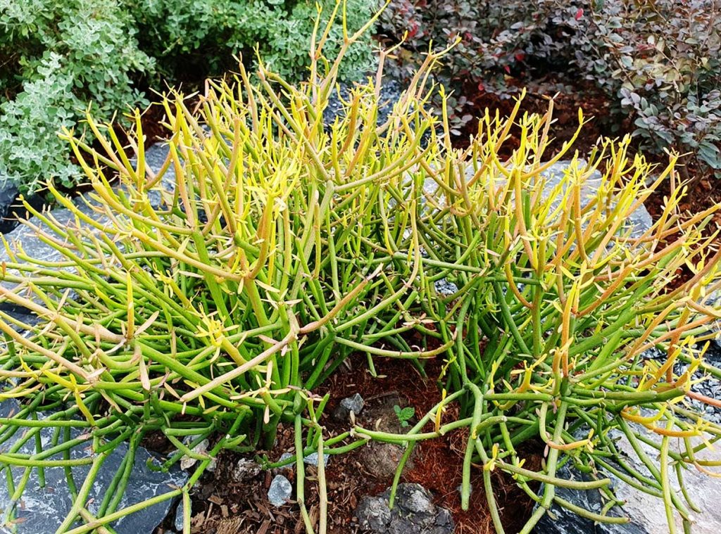 Euphorbia Tirucalli en Exteriores