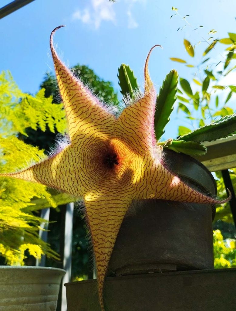 Flor de Carroña en Exteriores
