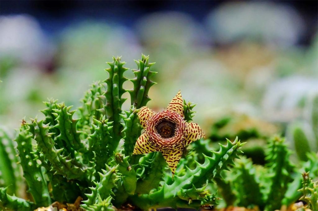 Huernia Zebrina con su Flor