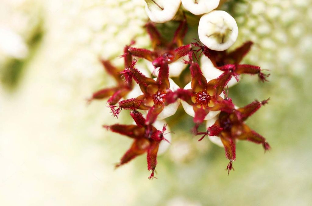 Flores de la Pseudolithos Migiurtinus
