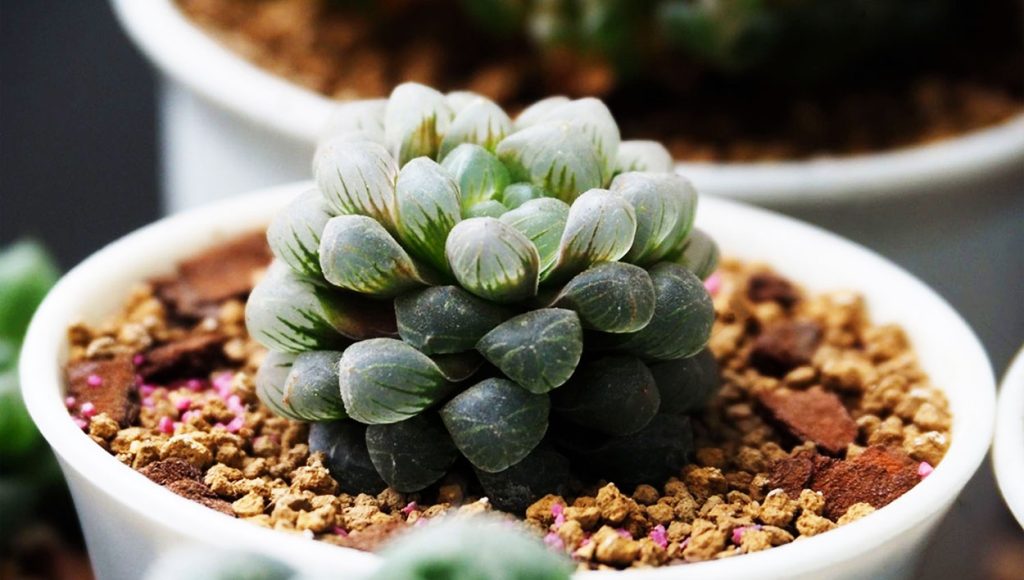 Haworthia Cooperi