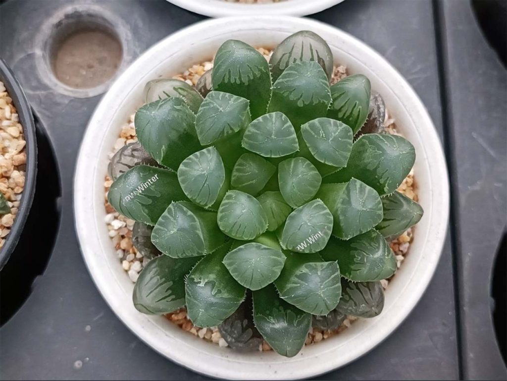 Usos de la Haworthia Cooperi