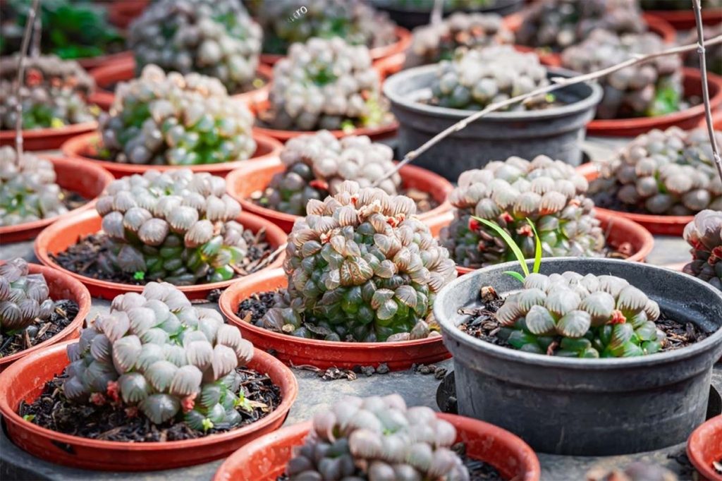 Haworthia Cooperi Variedad Pilifera