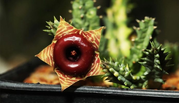 Huernia-Zebrina-Planta-Salvavidas Huernia-Zebrina-Planta-Salvavidas