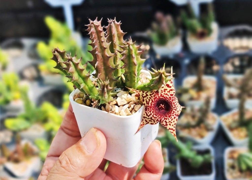 Huernia Zebrina en una Maceta
