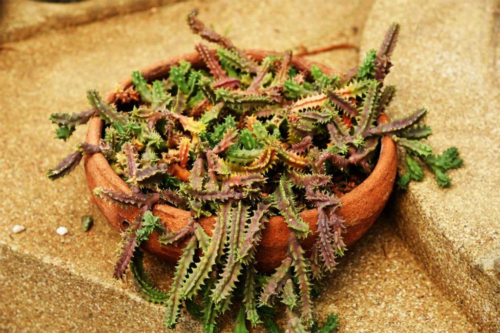 Planta Salvavidas en Exteriores