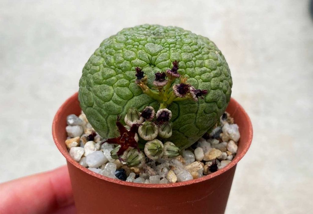 Problemas Comunes del Pseudolithos Migiurtinus