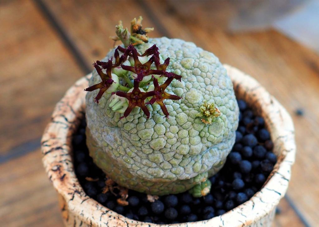 Pseudolithos Migiurtinus