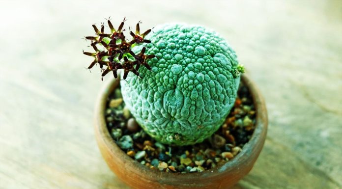 Pseudolithos-Migiurtinus