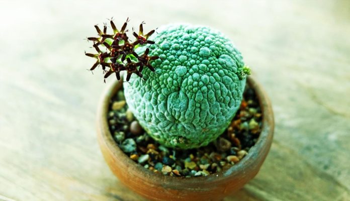 Pseudolithos-Migiurtinus
