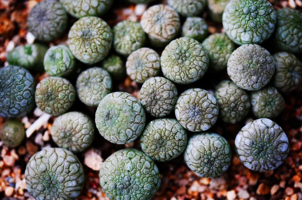 Pseudolithos Migiurtinus