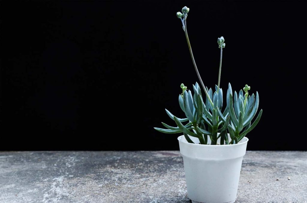 Senecio Azul en Interiores