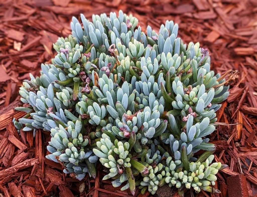 Cuidados del Senecio Azul