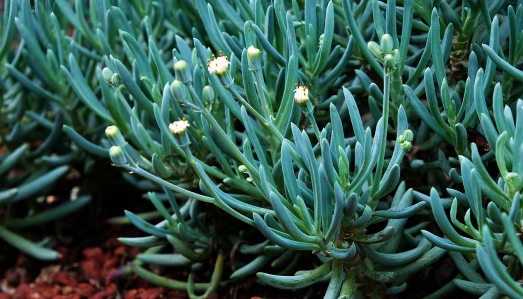 Senecio Serpens o Azul