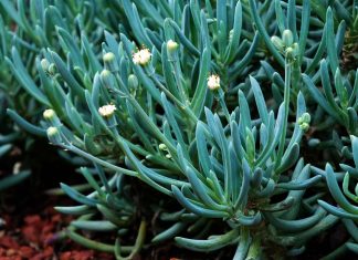Senecio Serpens o Azul – Características y Cuidados Senecio Serpens o Azul