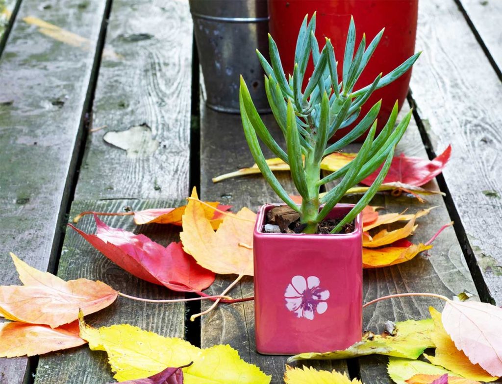 Senecio Serpens en Exteriores