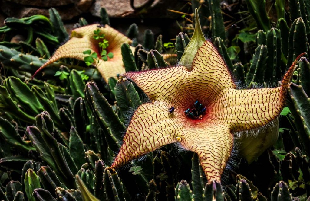 Crecimiento Stapelia Gigantea