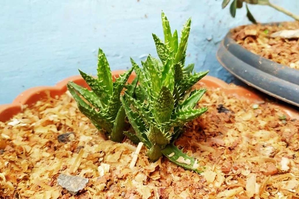 Cultivando una Aloe Diente de Tigre
