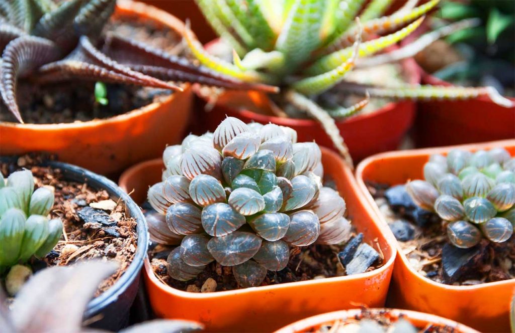 Características de la Haworthia Cooperi