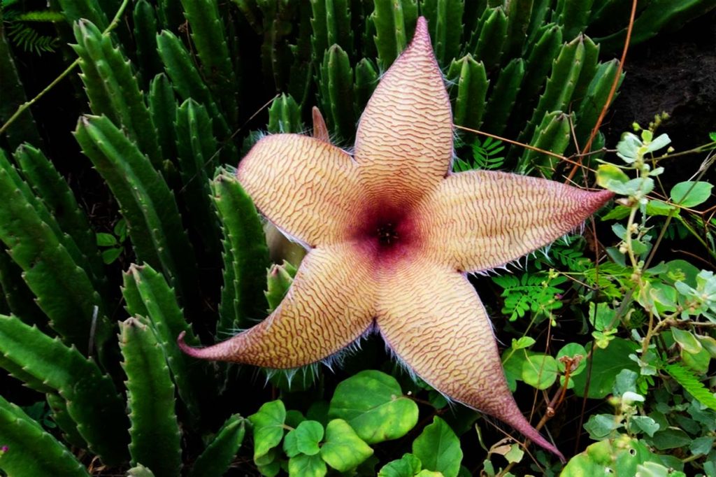 Características de la Stapelia Gigantea