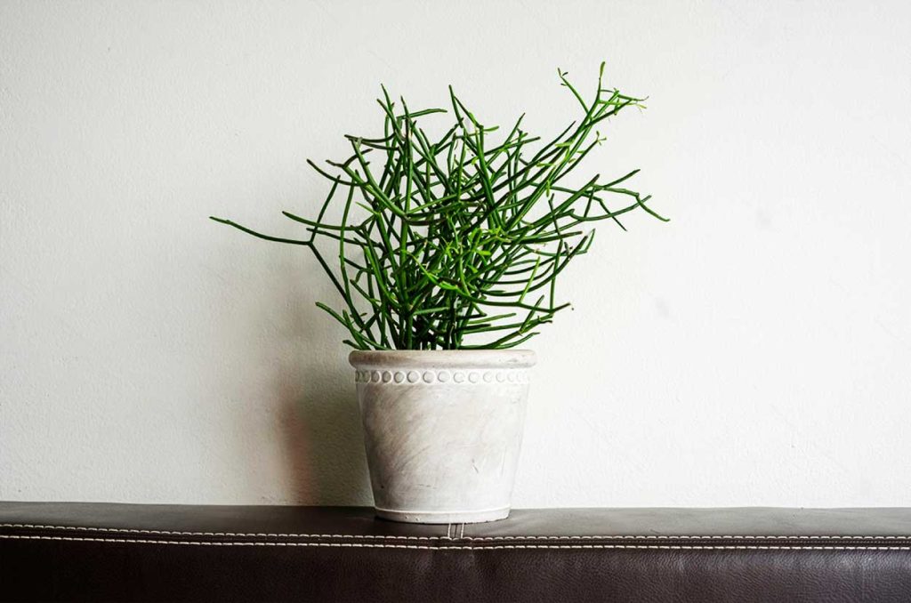 Cuidados de Euphorbia Tirucalli