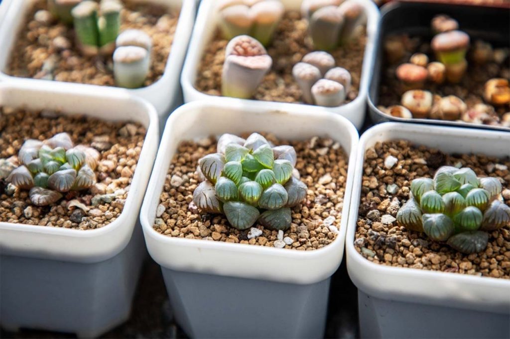 Propagación de la Haworthia Cooperi