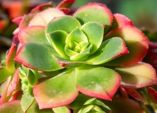 Aeonium Haworthii – Características, Propagación y Cuidados Aeonium Haworthii