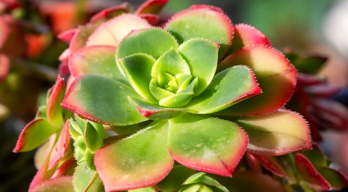 Aeonium Haworthii