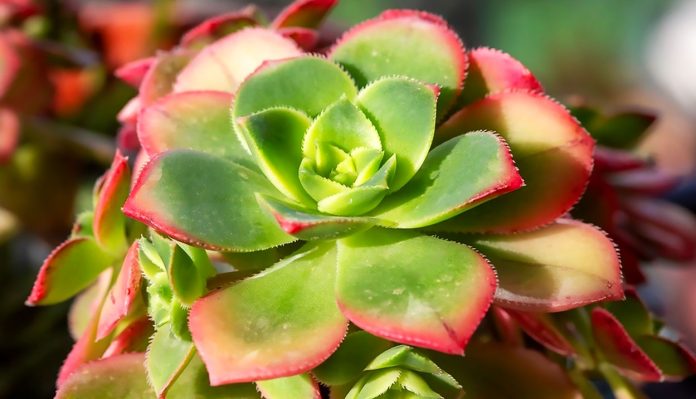 Aeonium-Haworthii Aeonium Haworthii