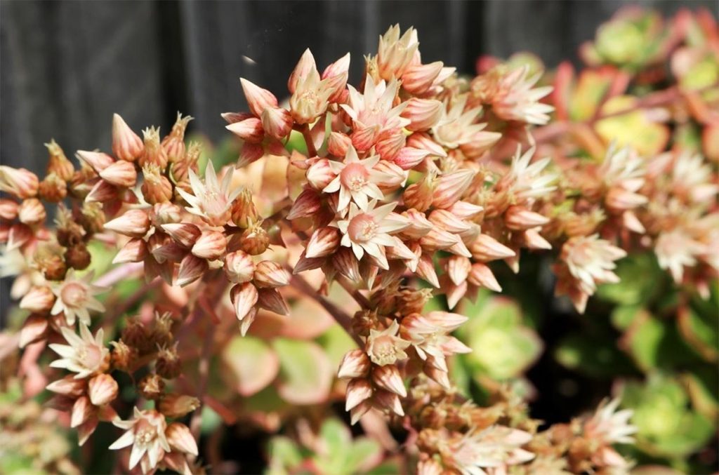 Flores de la Aeonium Haworthii
