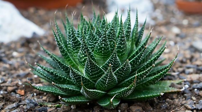 Aloe Aristata o planta antorcha