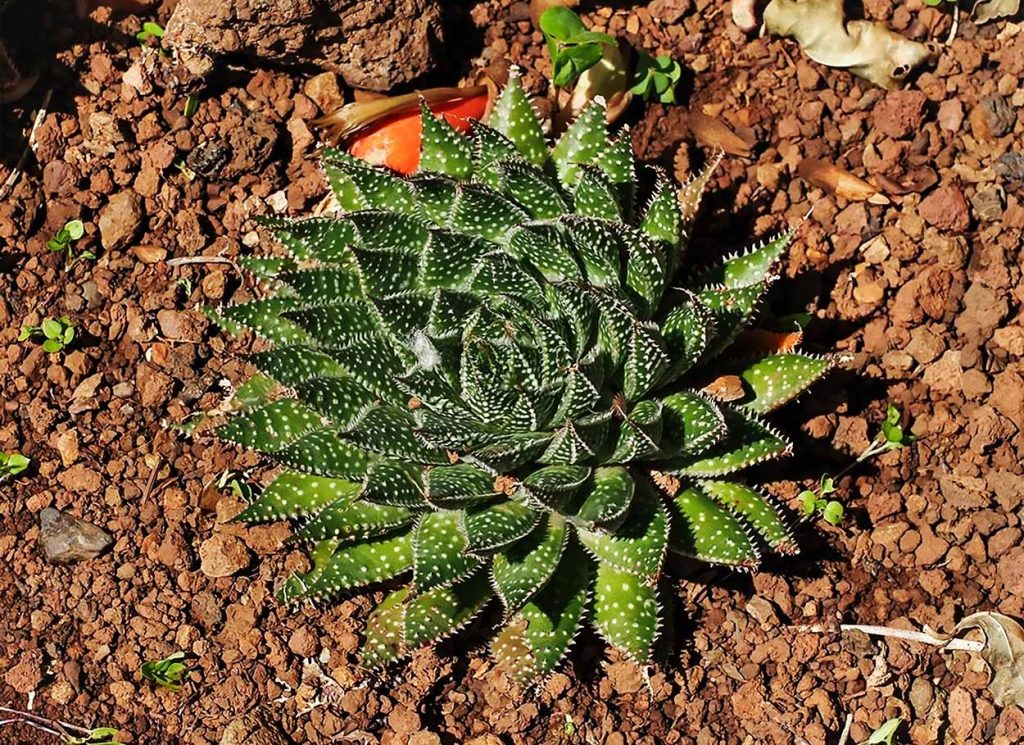 Características de la Aloe Aristata