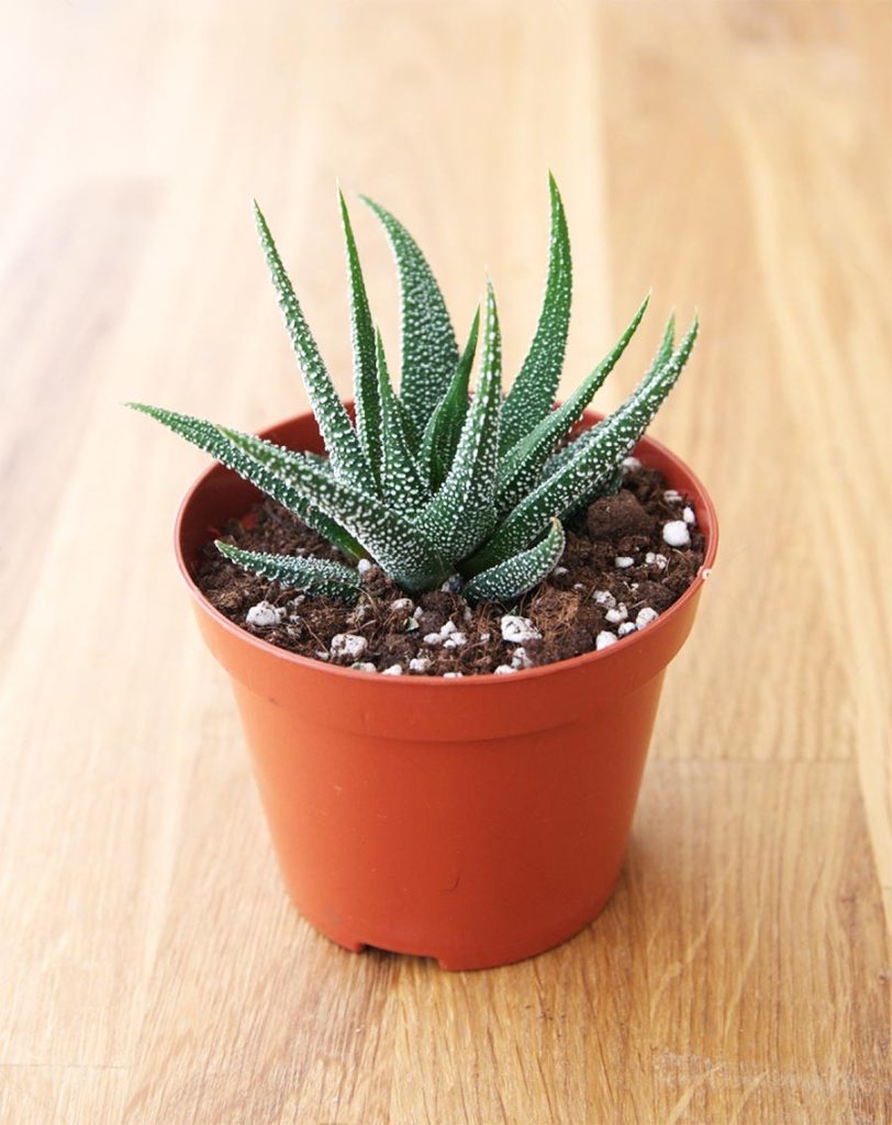 Usos Decorativos de la Planta Antorcha