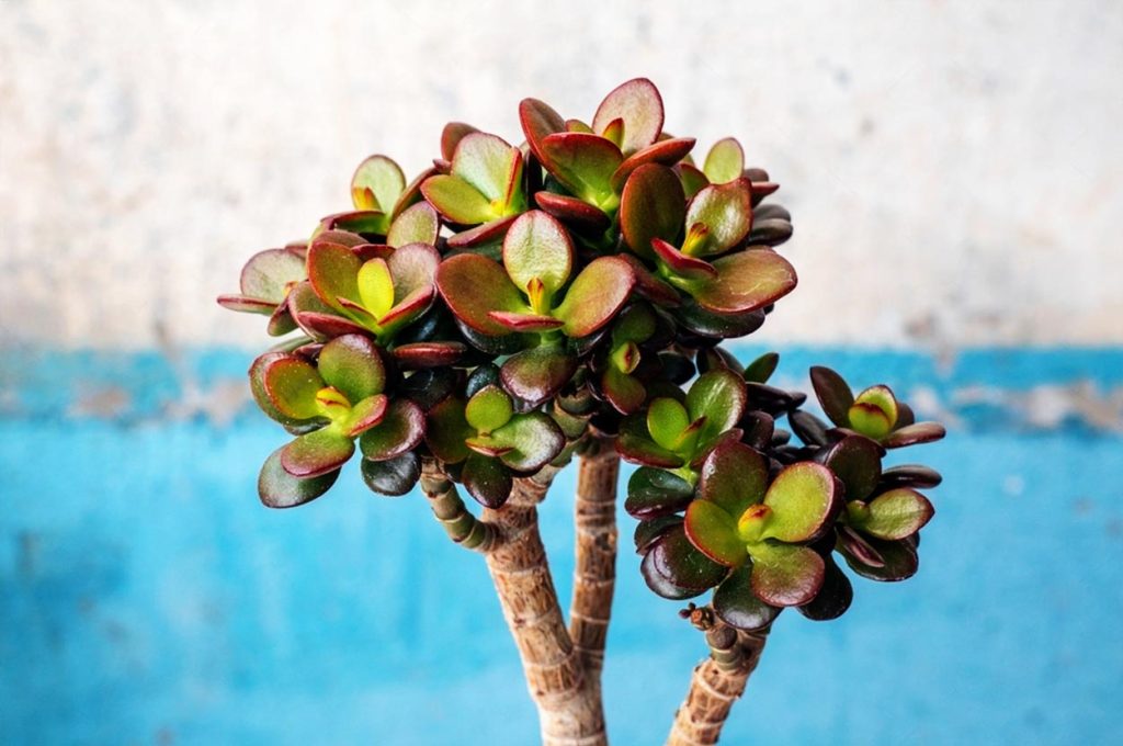Cuidados para la Crassula Ovata